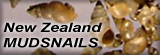 New Zealand Mudsnail